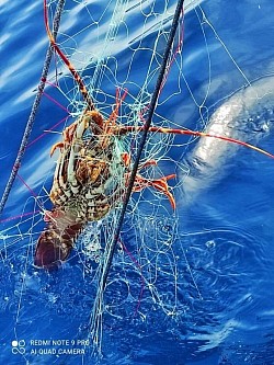 Un gradito dono del mare